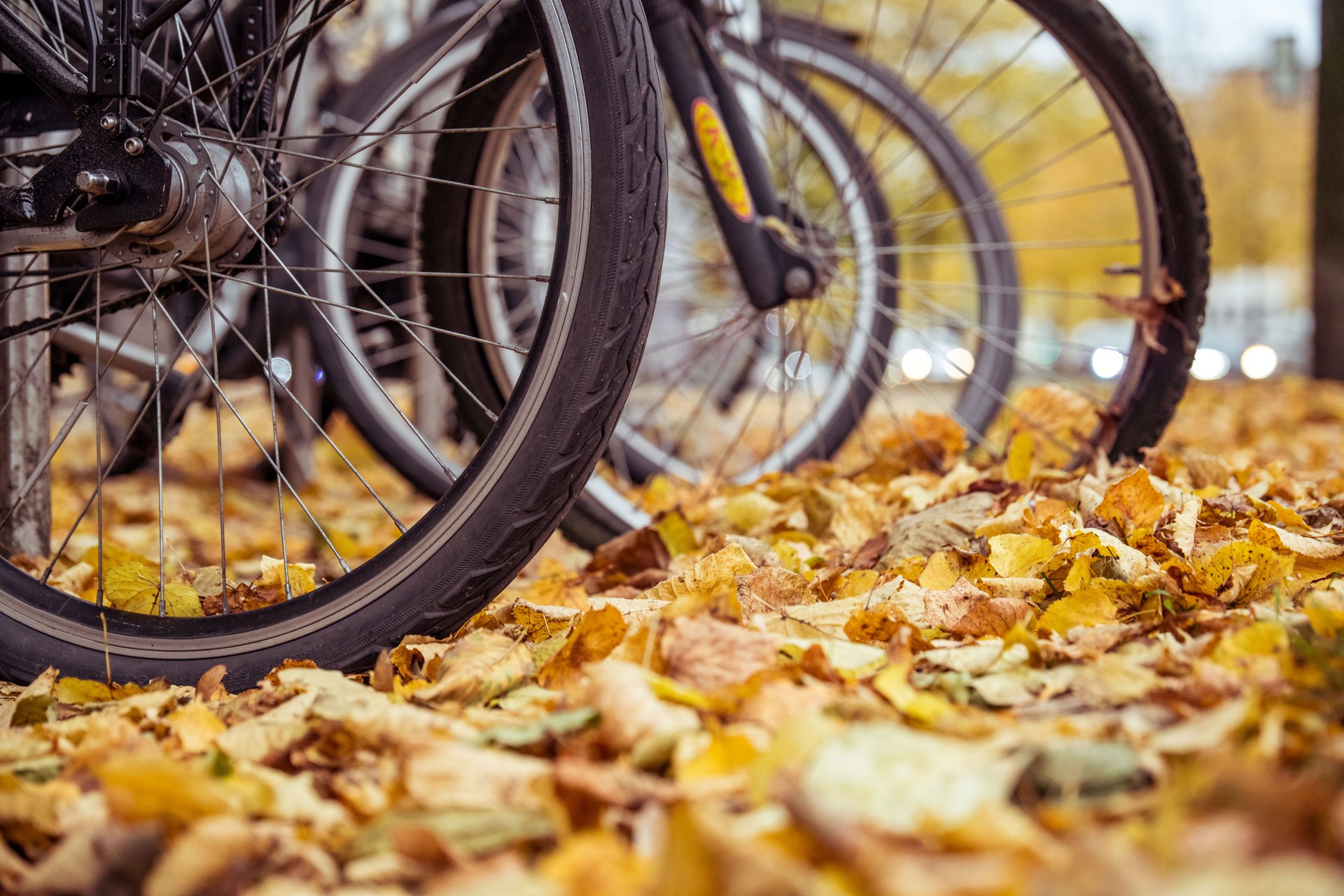 Several bicycles have been parked on bicycle racks right next to a busy main road. It's fall and you can't even see the ground because of all the yellow leaves.