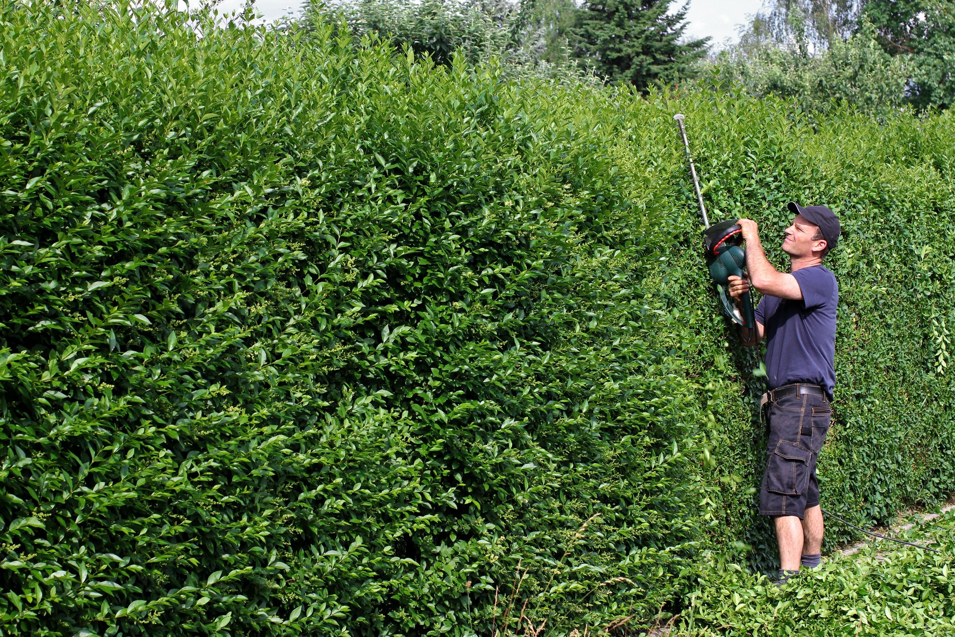 To clip a hedge, gardening