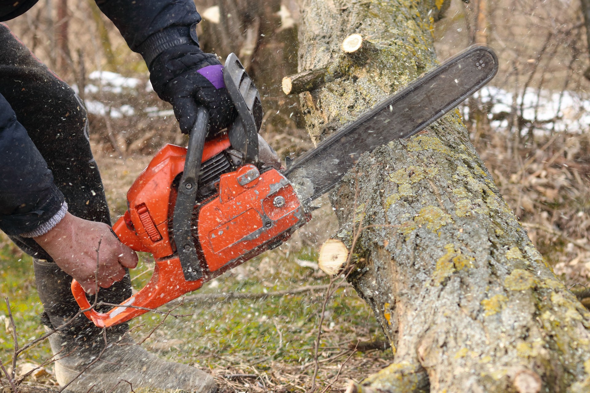 A man saws a branch of locust tree with an orange chain saw for gasoline to clean garden or park.