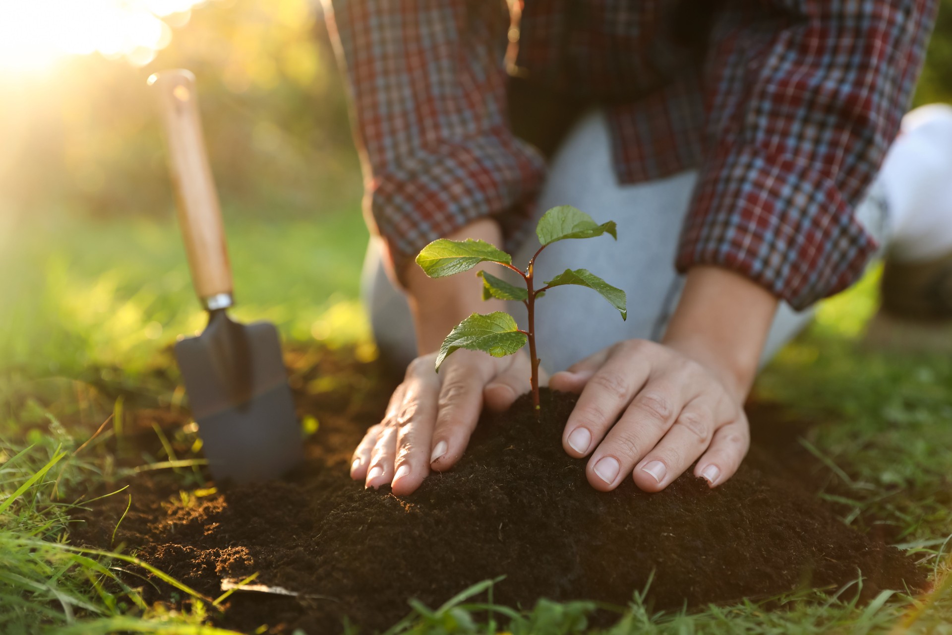 Woman planting young tree in garden, closeup