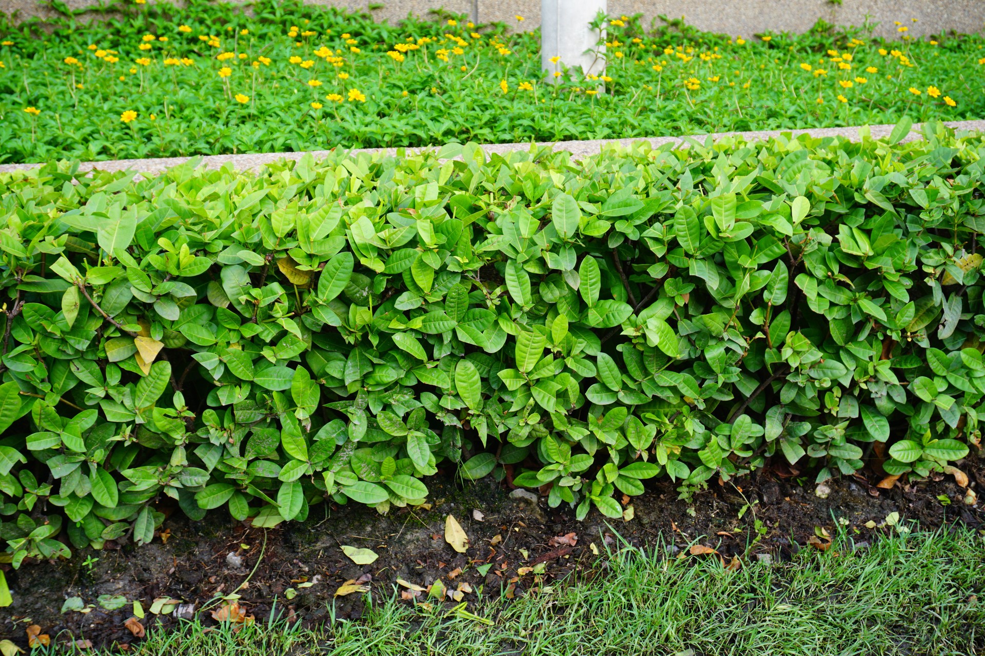 green Summer garden