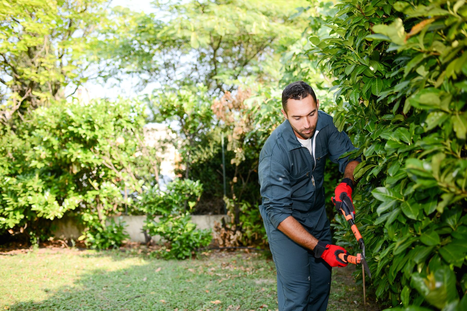 handsome young man gardener trimming hedgerow in a garden park outdoor